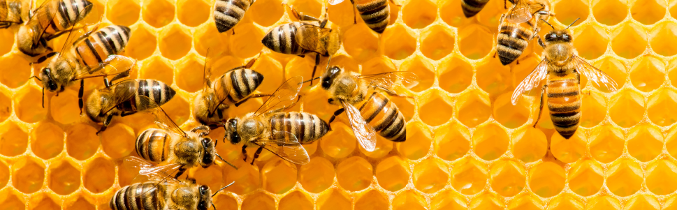 VEROSTOP Antiparasitario contra Varroasis